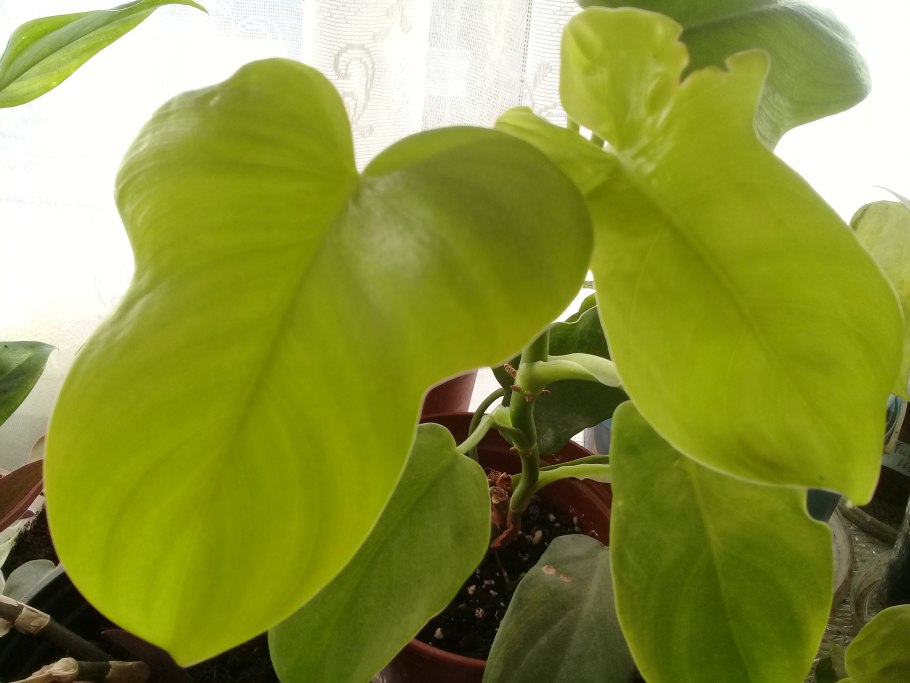 Филодендрон Виолин Голд