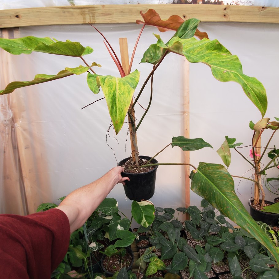 Hoya globulosa Хойя глобулоза