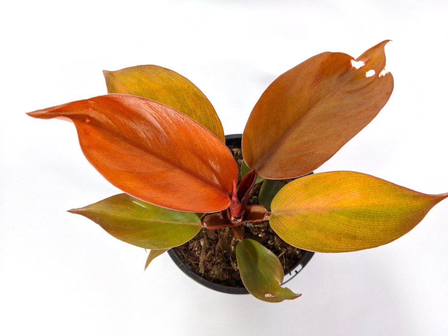 Филодендрон мандаианум