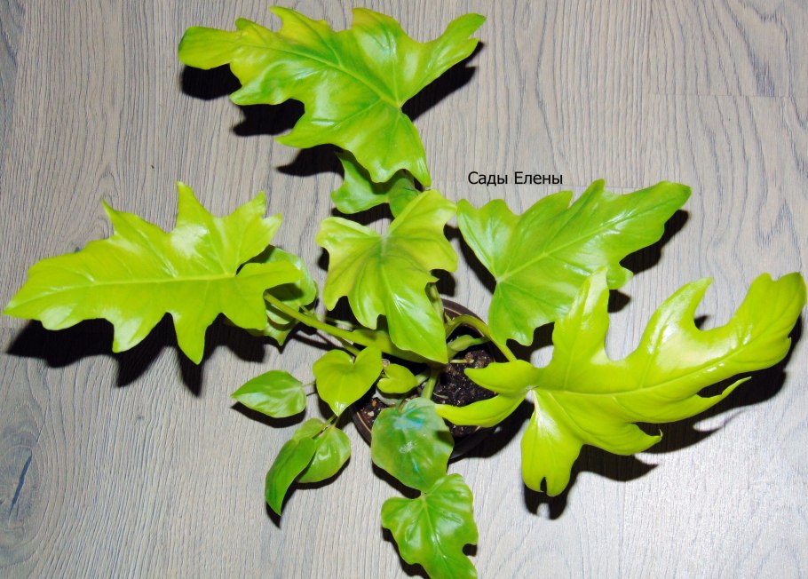 Philodendron Orange Marmalade #1 EDENCPS