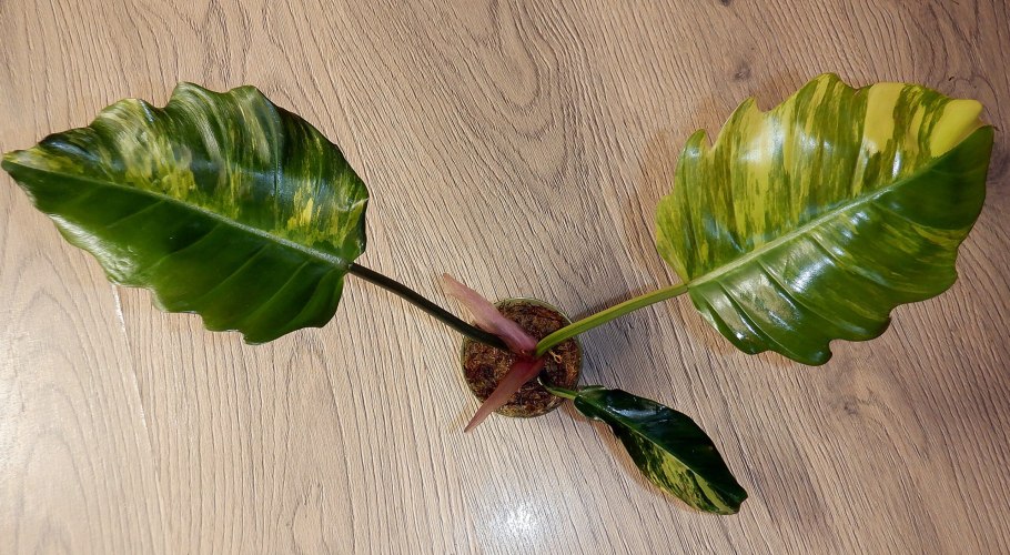 Филодендрон bipennifolium Aurea