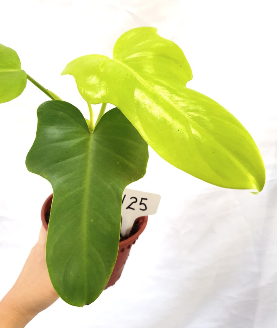 Филодендрон bipennifolium