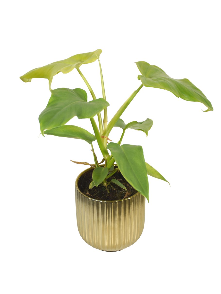 Филодендрон squamiferum