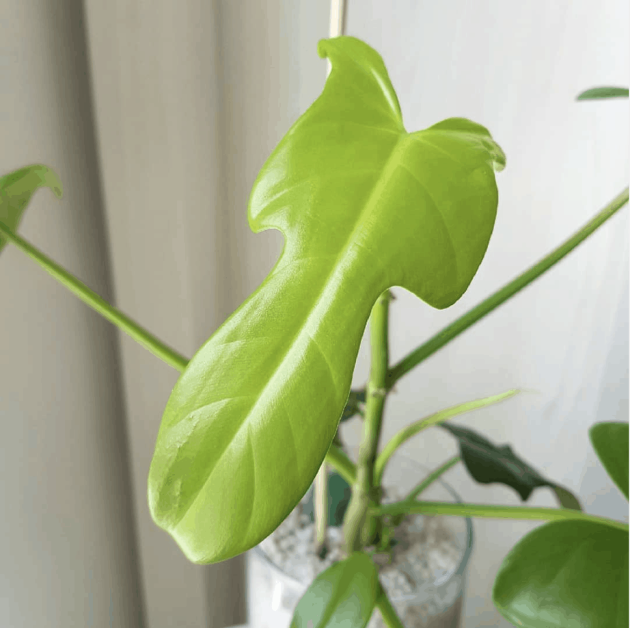 Филодендрон bipennifolium