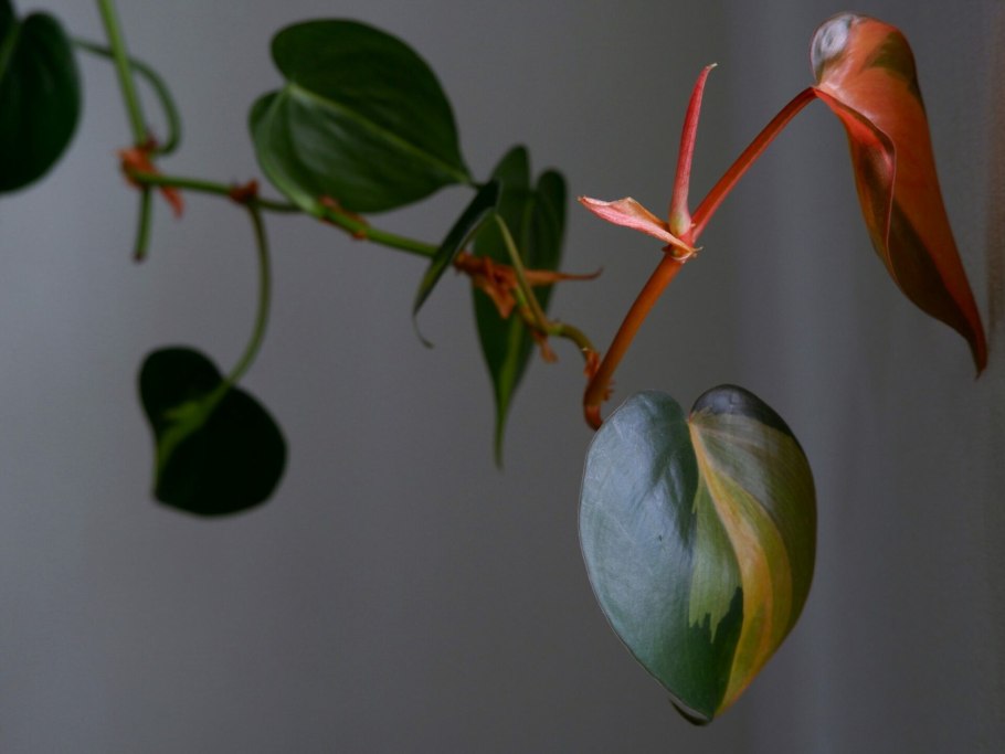 Филодендрон бипеннифолиум