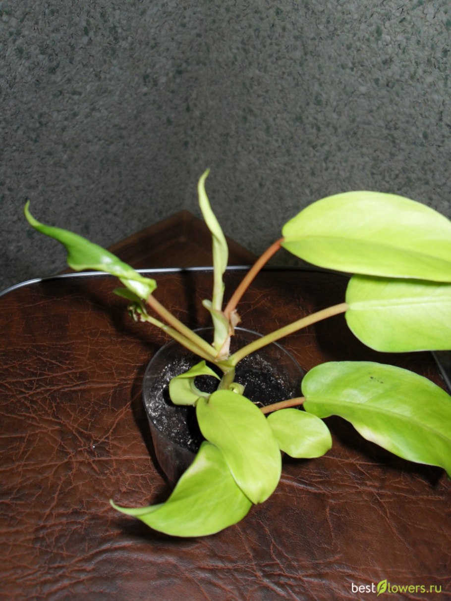 Филодендрон Виолин