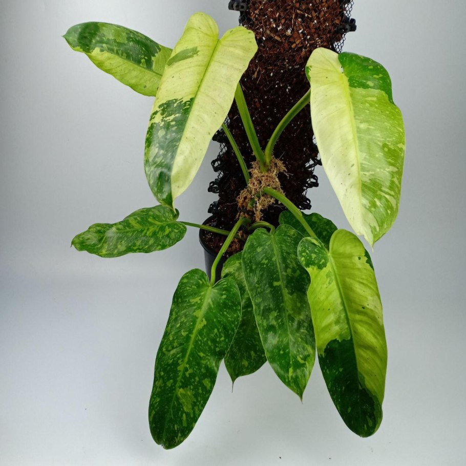 Филодендрон брандиантум