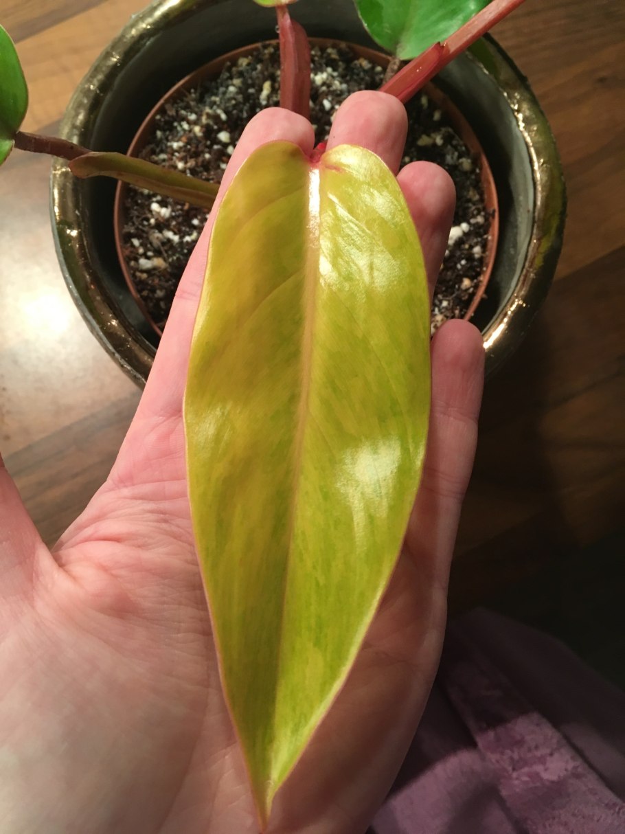 Филодендрон гитаровидный