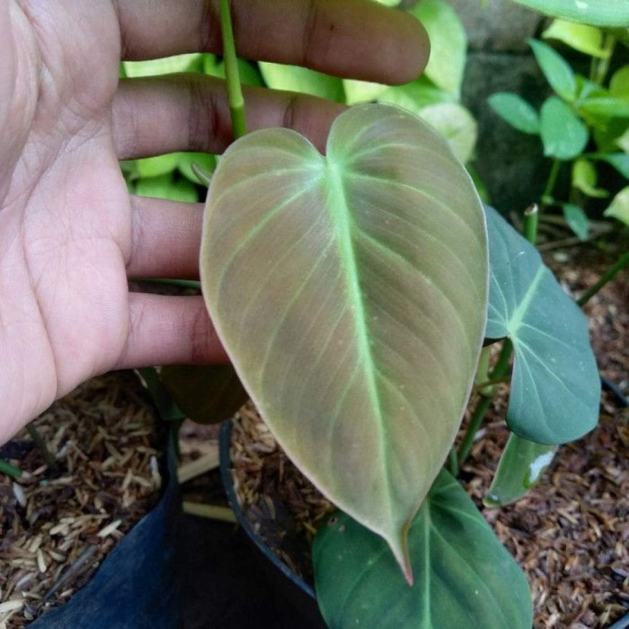 Филодендрон сердцевидный
