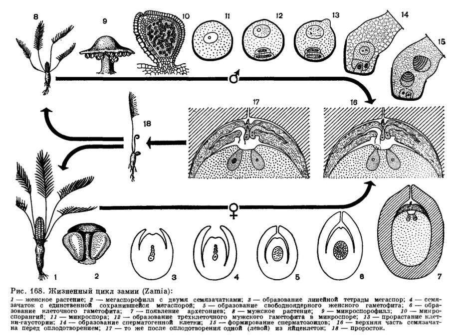 Мужской гаметофит