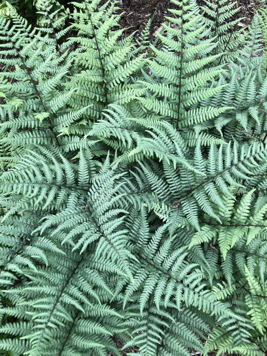 Кочедыжник athyrium ghost