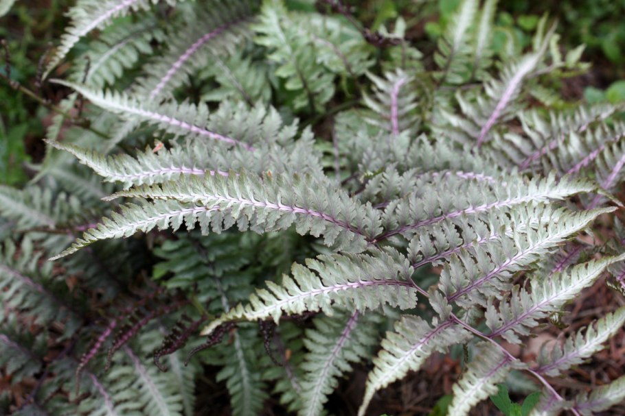 Папоротник Athyrium filix-Femina