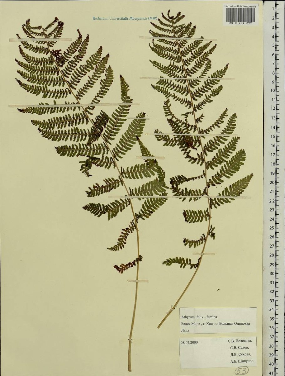 Папоротник Athyrium filix-Femina