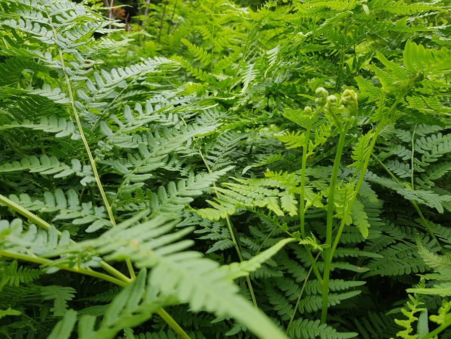 Папоротник панорама