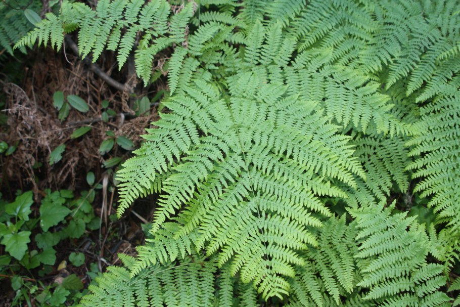 Кочедыжник ниппонский Сильвер Фолс (с2)