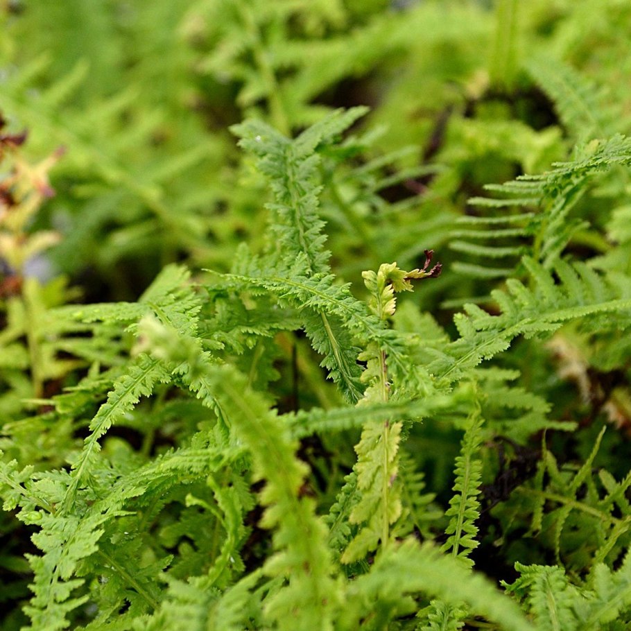 Athyrium filix-Femina corymbiferum