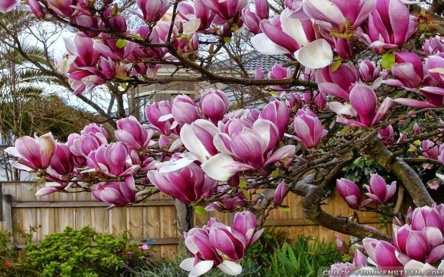 Магнолия Линней