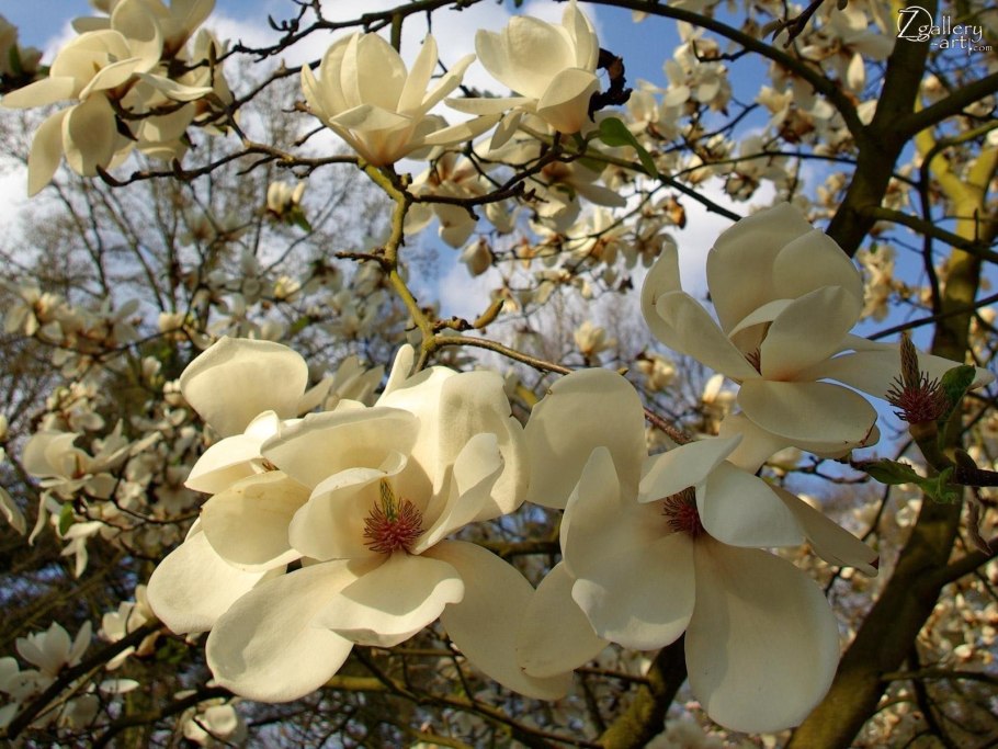 Магнолия крупноцветковая дерево