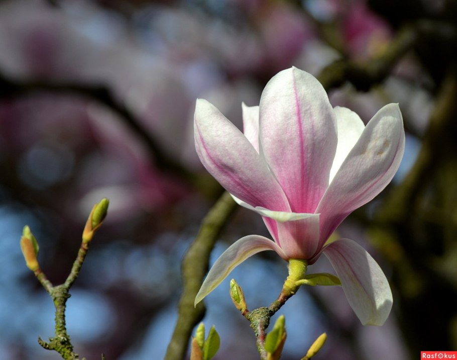 Магнолия краткие сведения