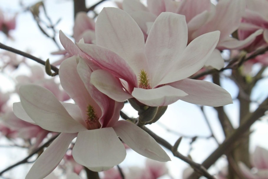 Магнолия опыление