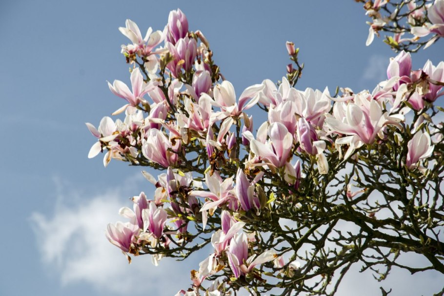 Лилейная Магнолия