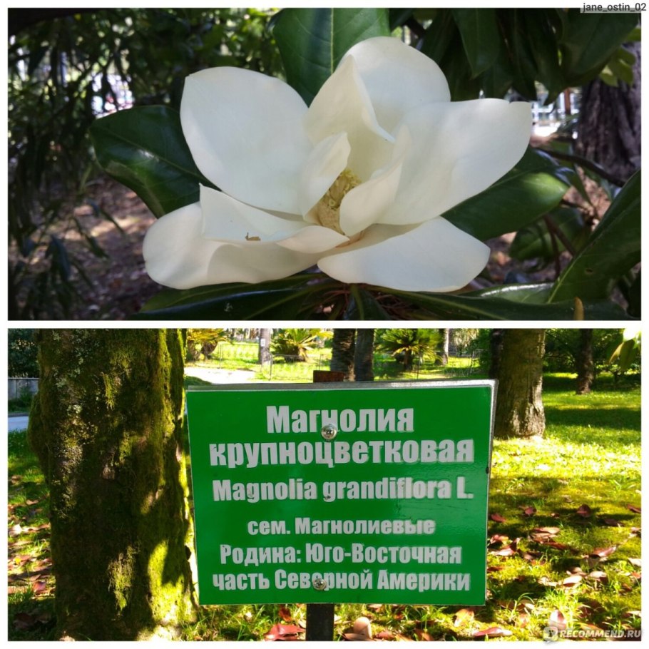 Магнолия дарахти