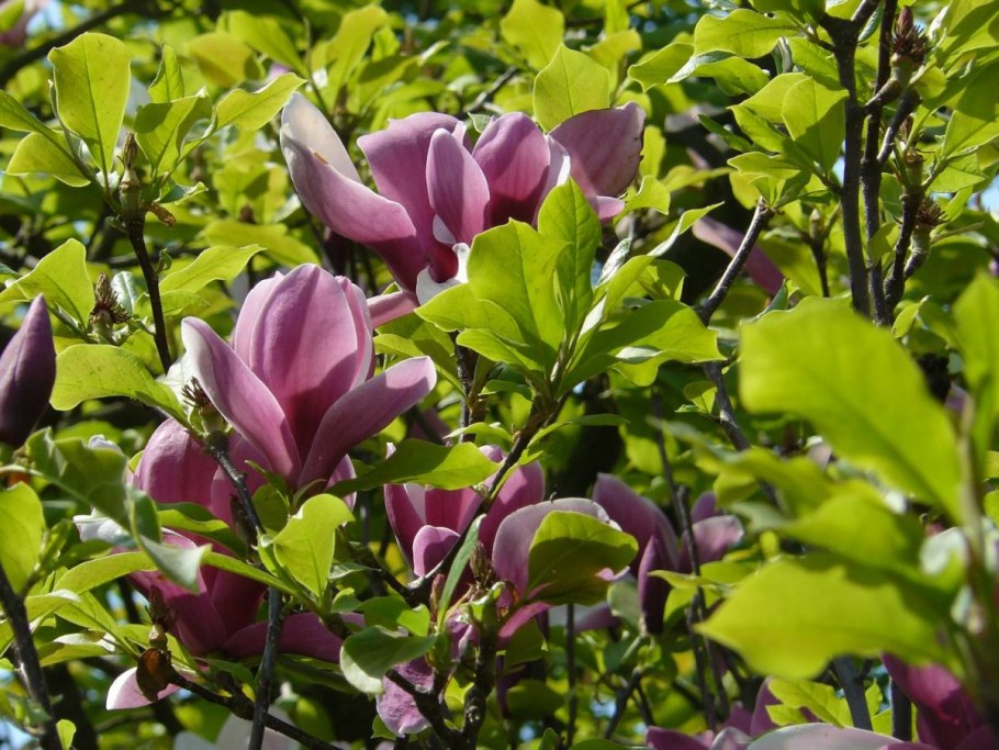 Магнолия Кобус Лилифлора