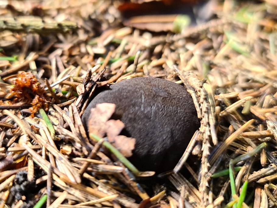 Трутовик окаймленный Fomitopsis pinicola