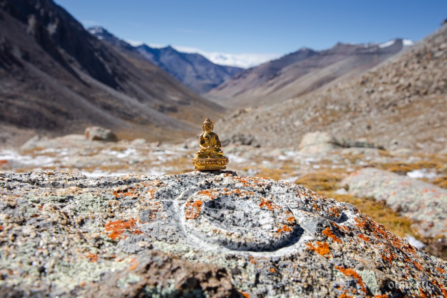 Кордицепс корень