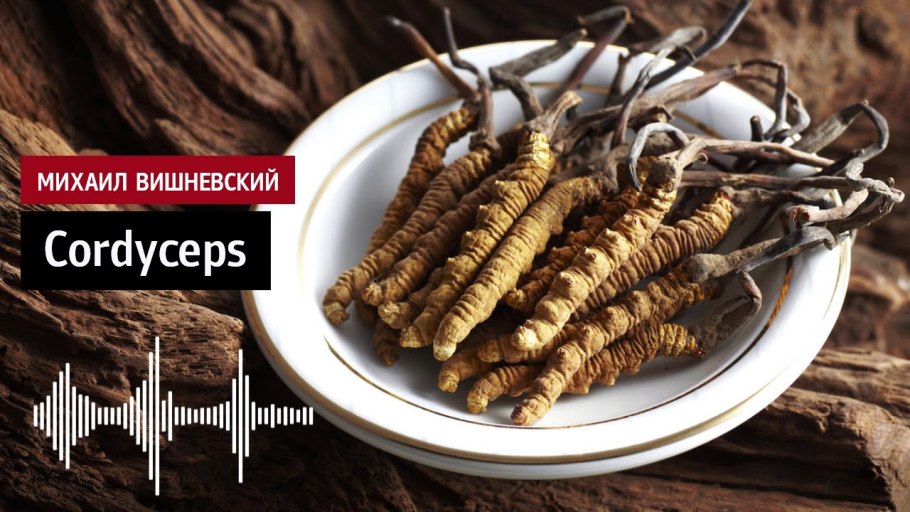 Кордицепс китайский гриб