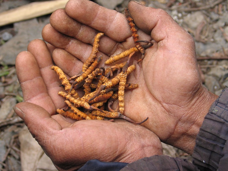 Гриб Cordyceps sinensis