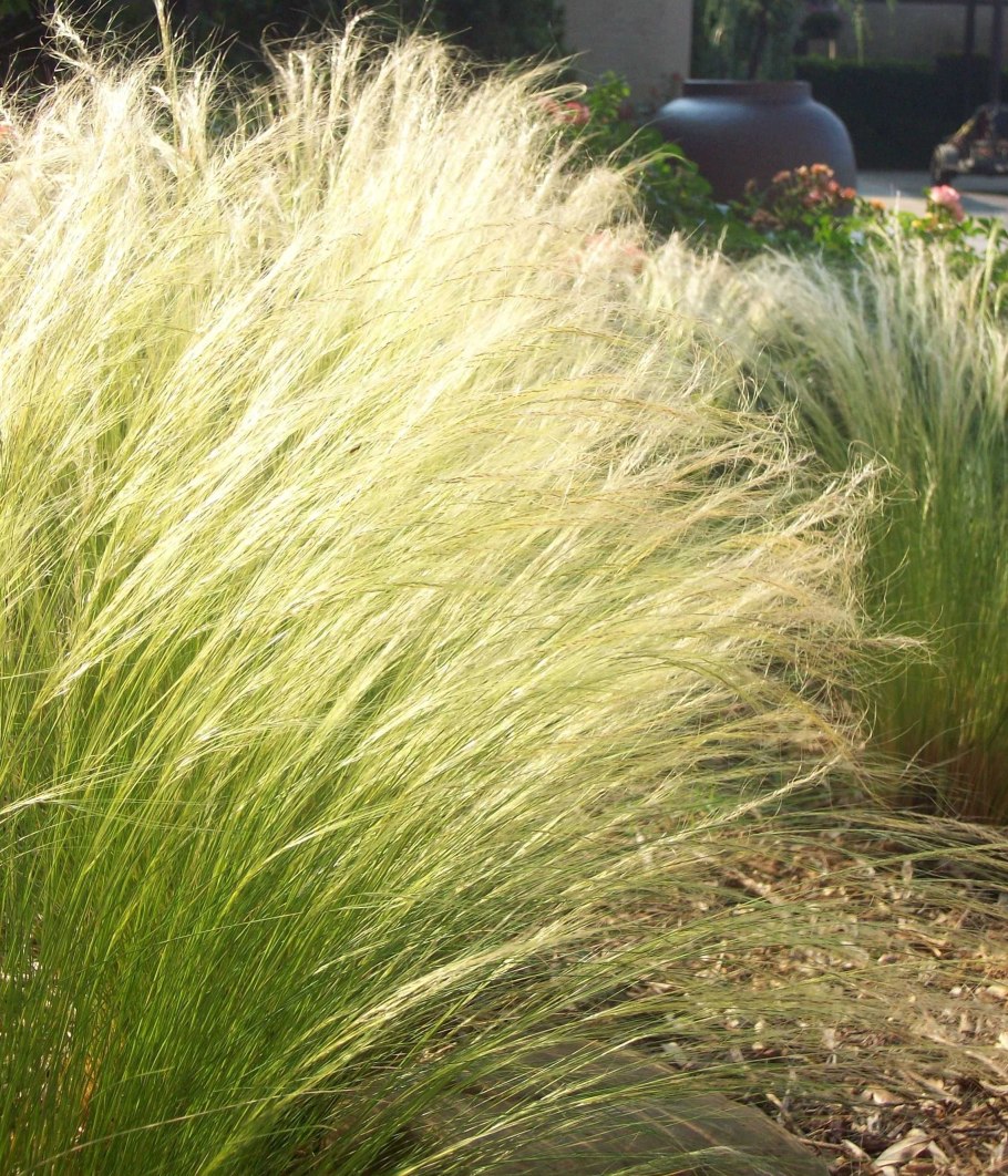 Райграс однолетний Изорский