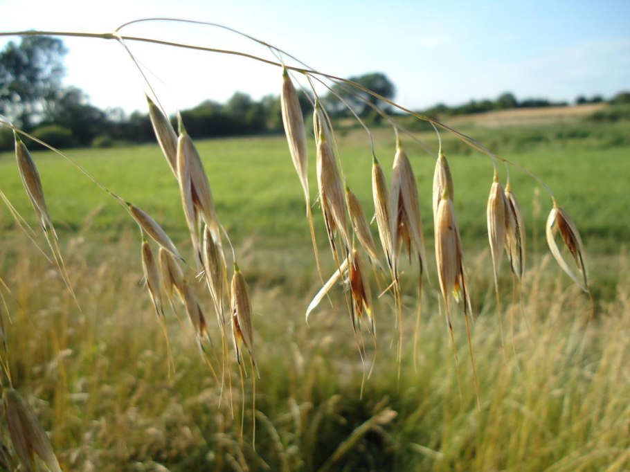 Мятлик Луговой