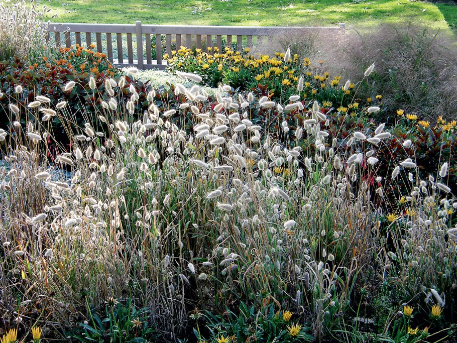 Паникум милиацеум