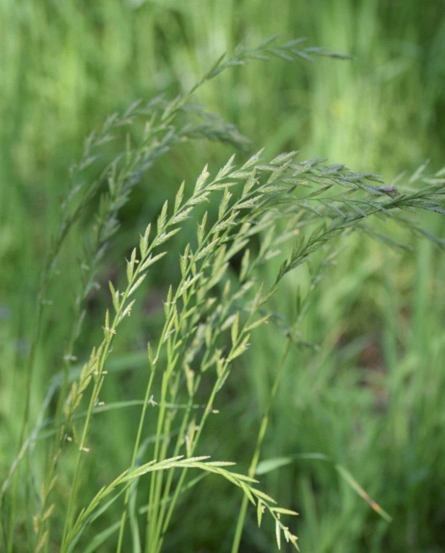 Овес посевной (Avena Sativa)