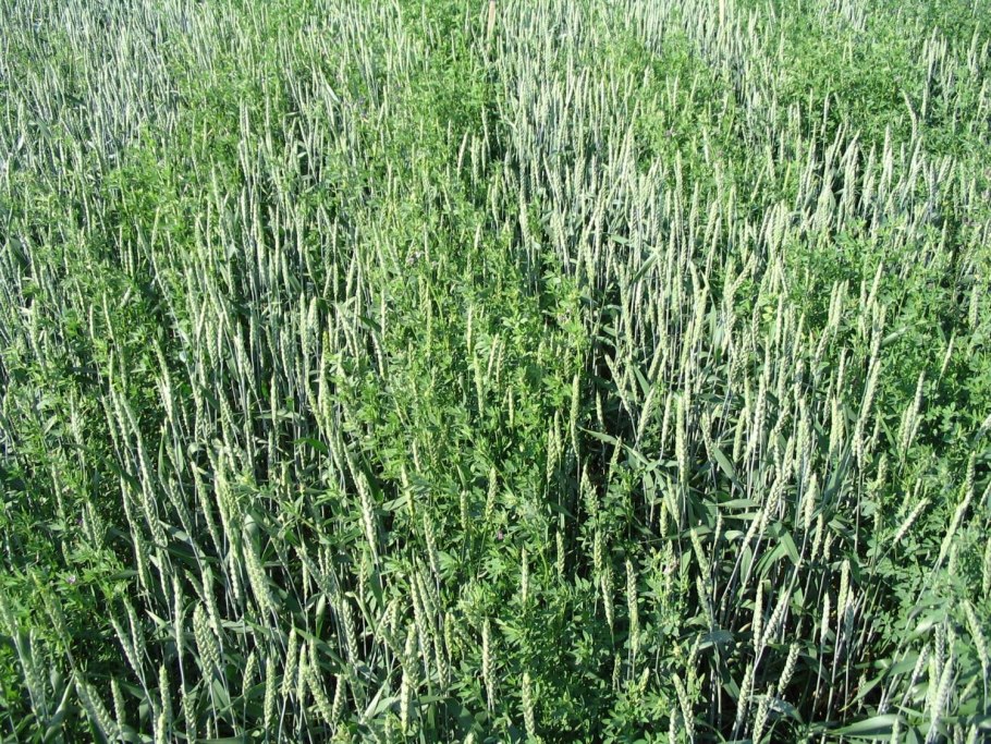 Мятлик Луговой корневище