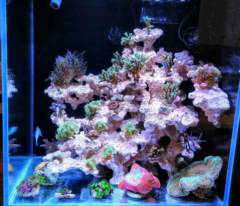 Морской аквариум с клоунами