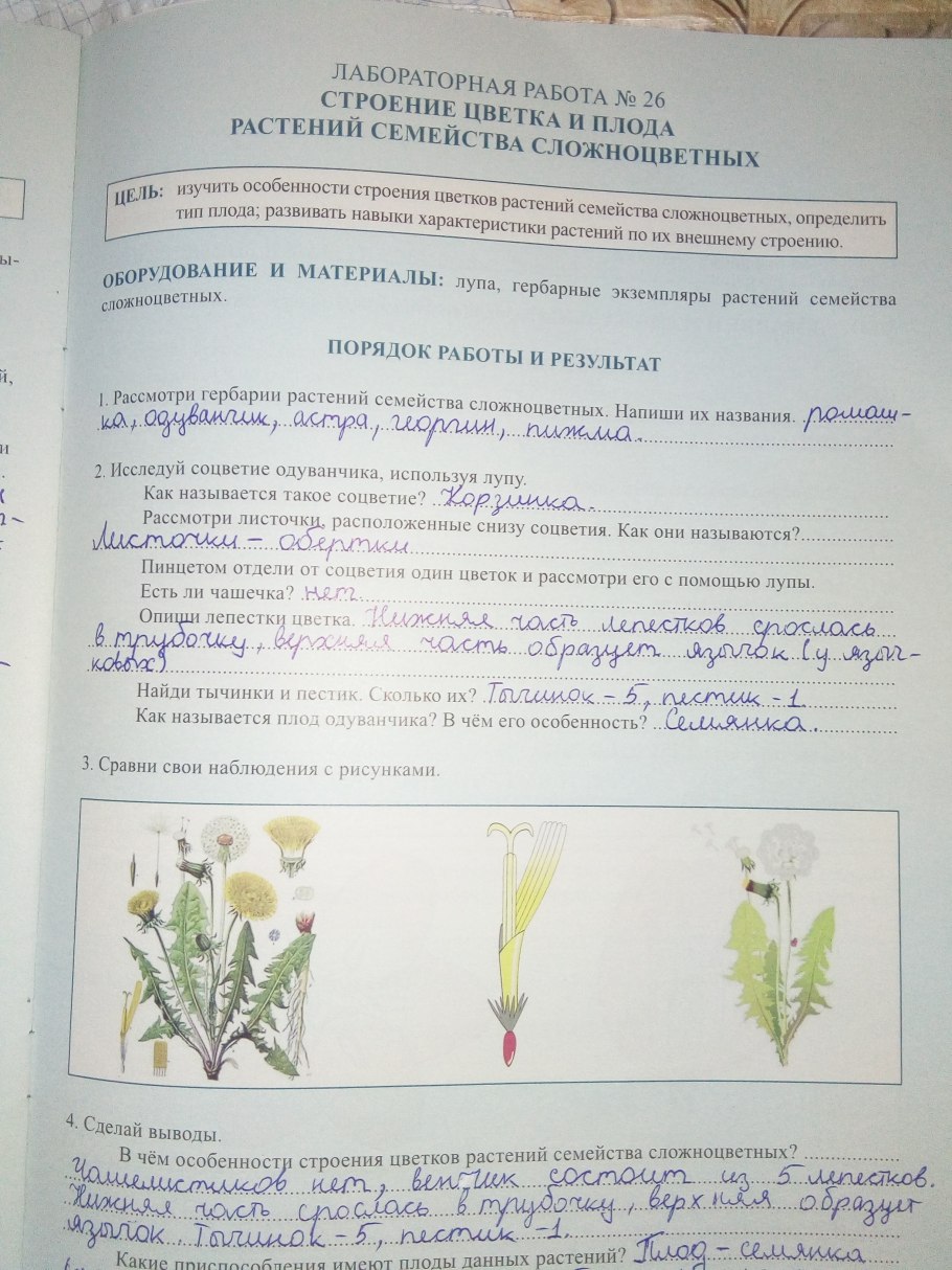 Формула цветка ч5л5т5п1 характерна