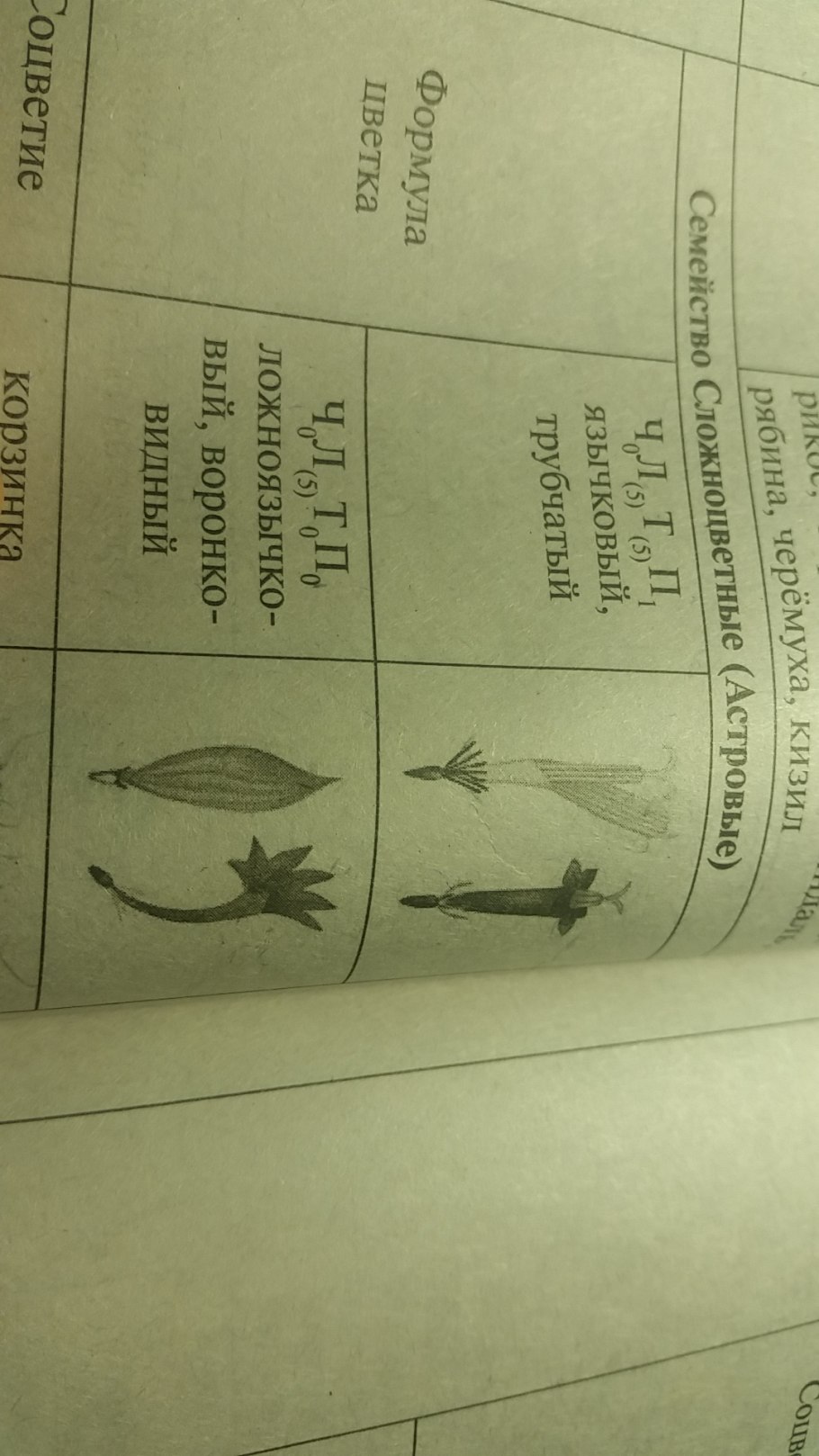 Сложноцветные Астровые растения