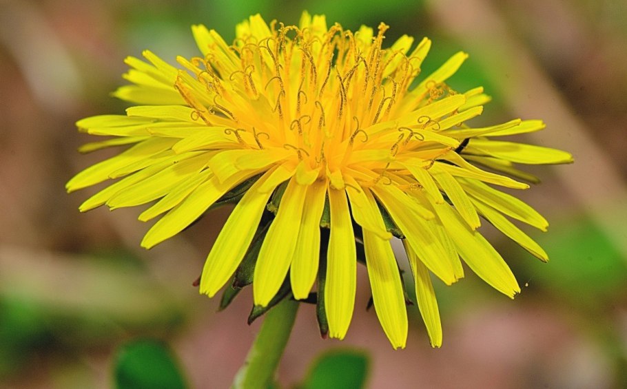 Астровые (Asteraceae)