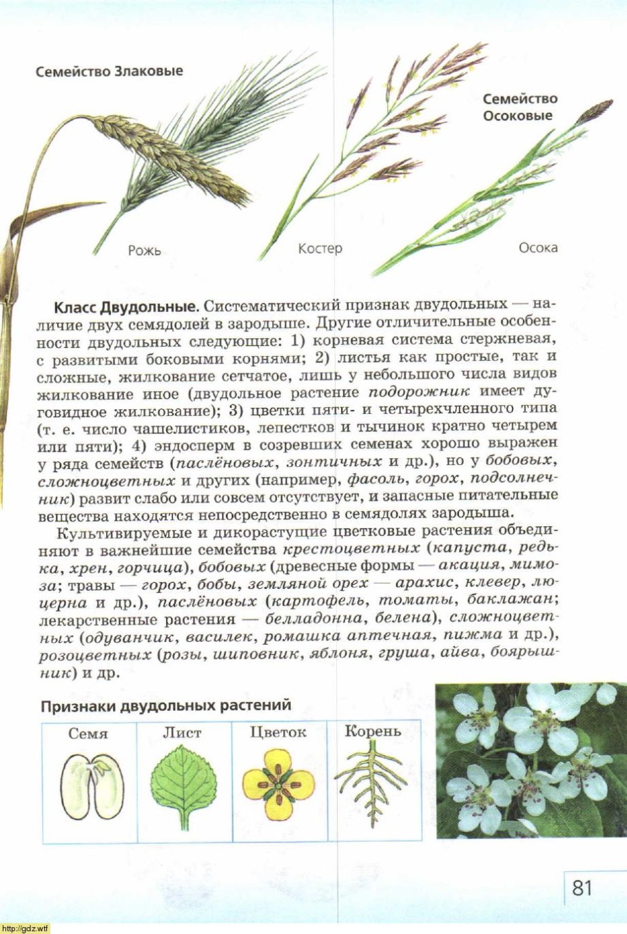 Язычковые и ложноязычковые цветки