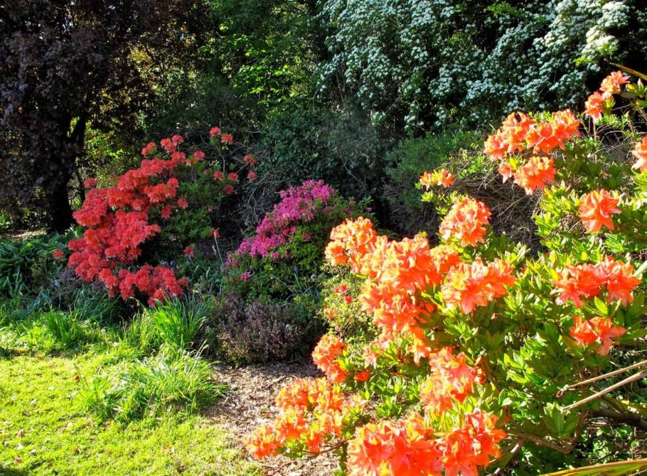 Рододендрон Азалия куст