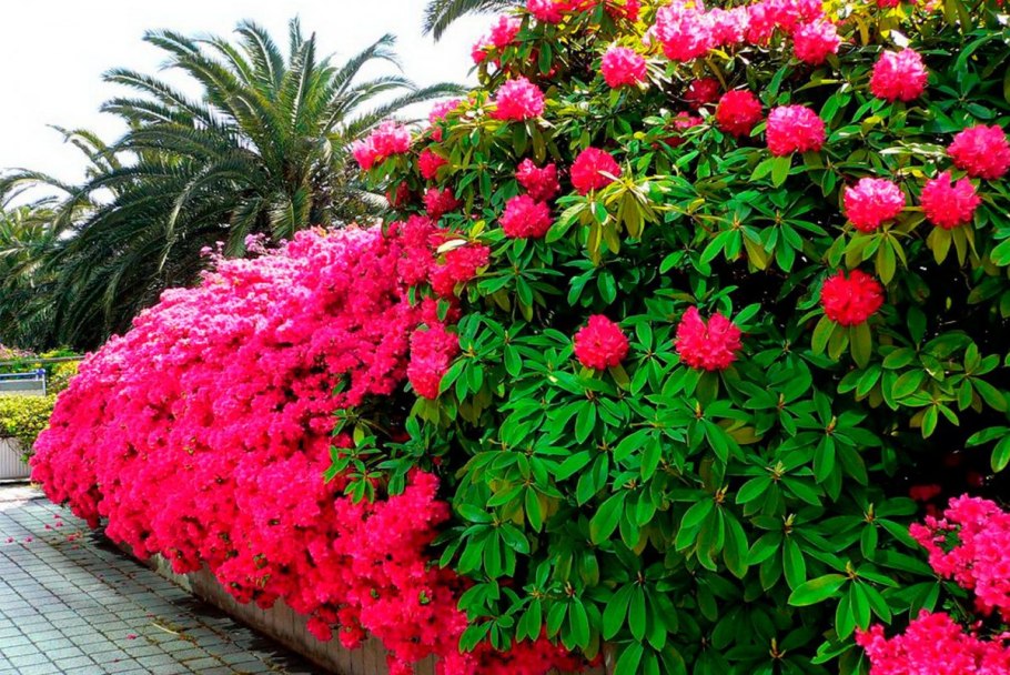 Цветущий кустарник в Сочи