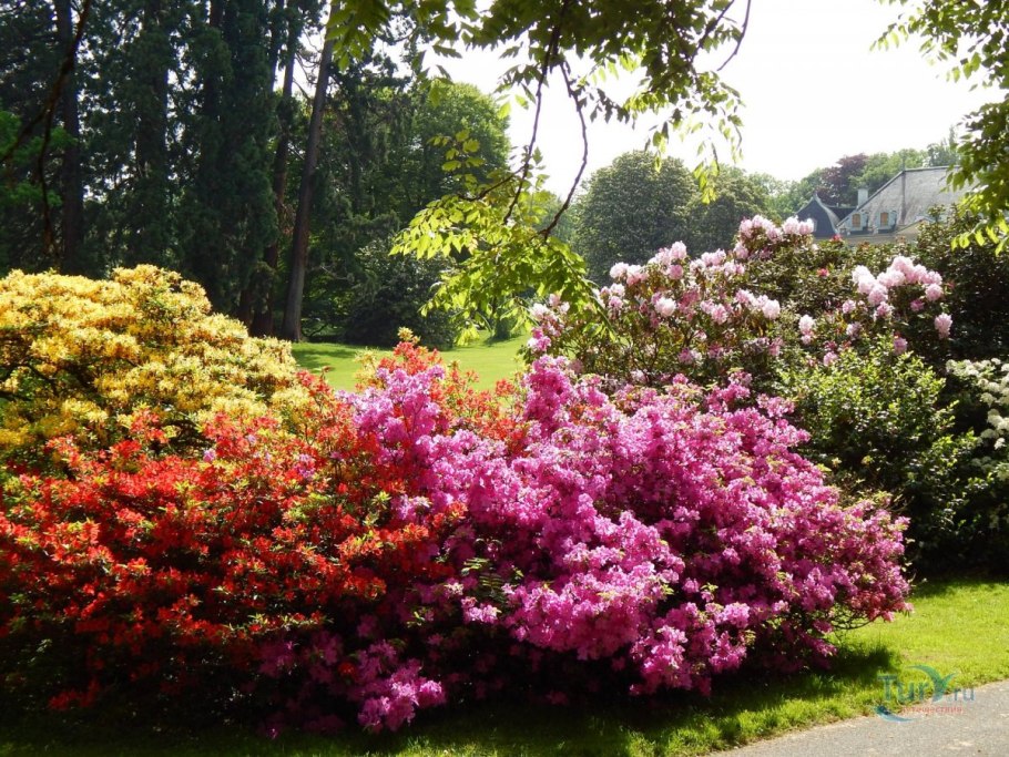 Гортензия Фройденштайн