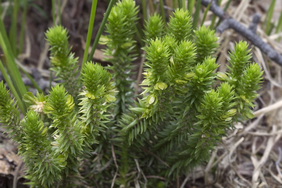 Баранец обыкновенный ГФ