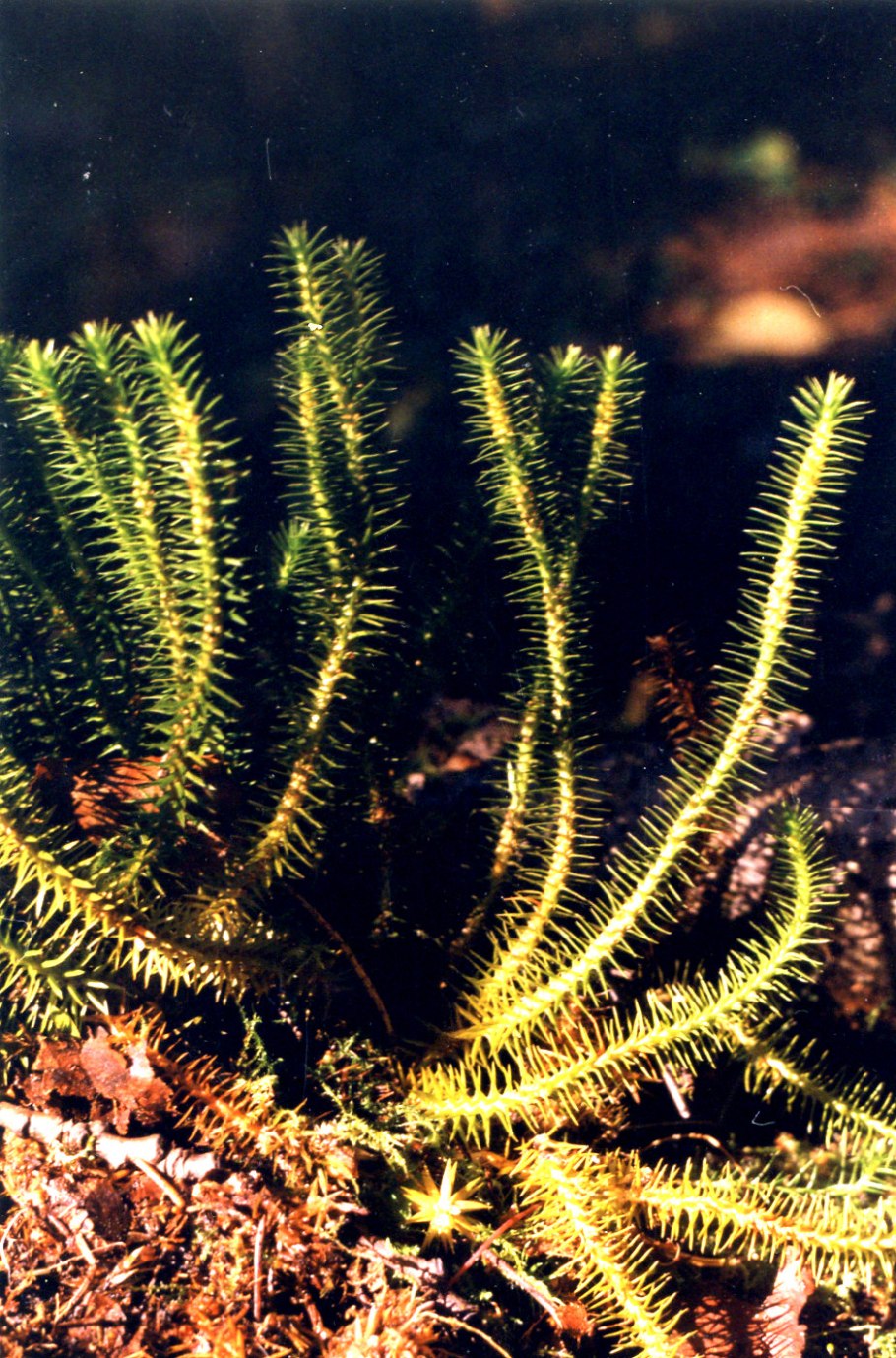 Плаун Баранец род