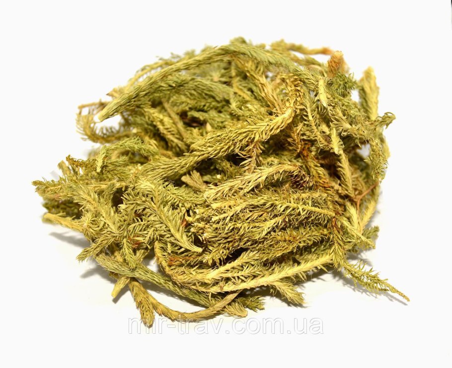 Баранцы колючки