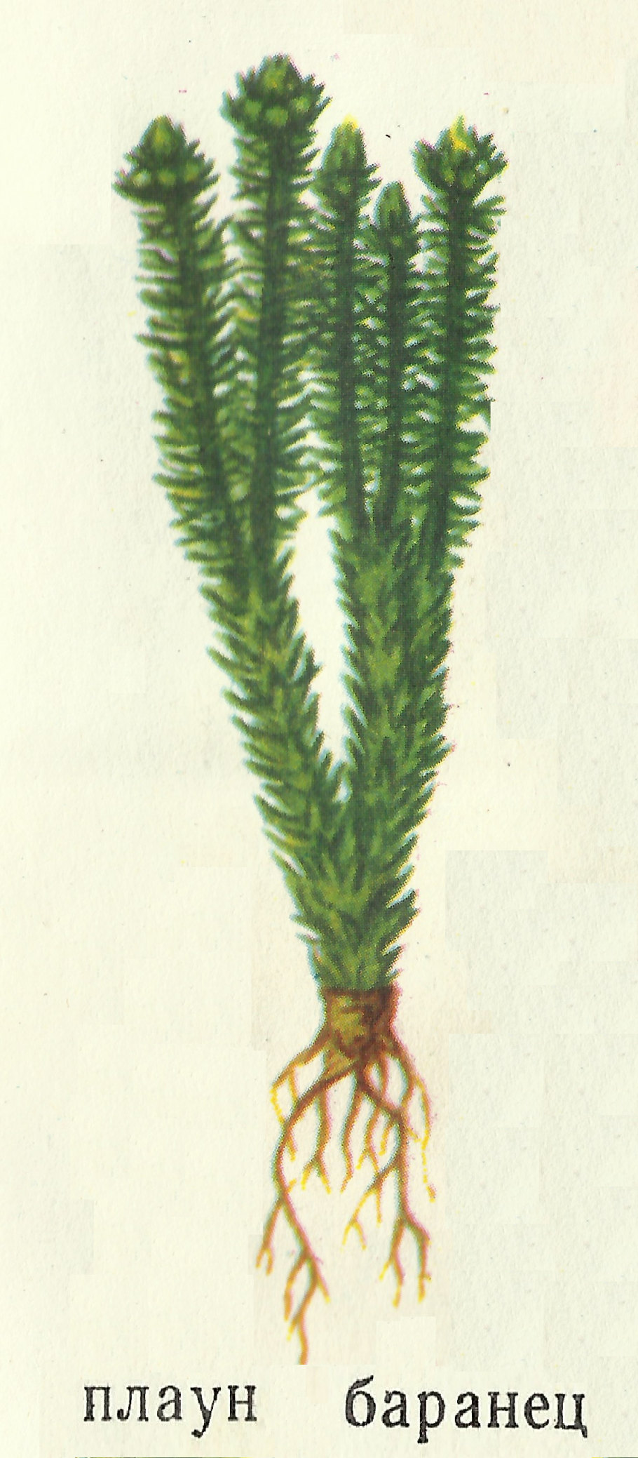 Баранец обыкновенный (Huperzia selago)