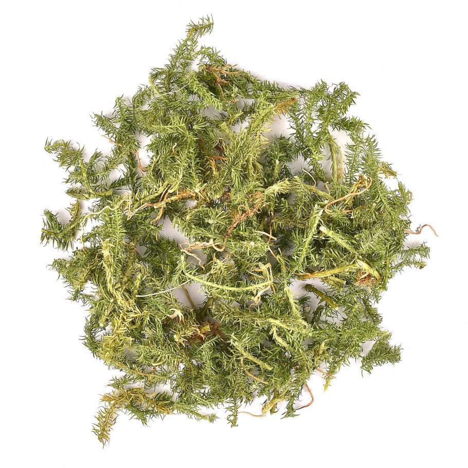 Плаун годовалый