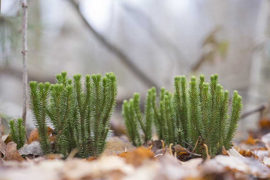 Плаун годичный (Lycopodium annotinum)